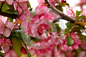 Details of Pink Blossoms on dogwood tree