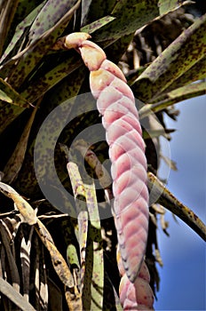 Details of the pink flower of Vriesea guttata