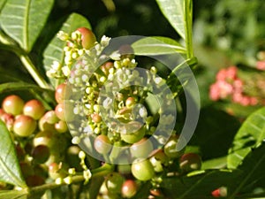 Details of Pink Pepper Plant: Admiring the Green Seeds and Botanical Exuberance photo