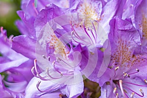 Details of the pistils and stamens of large violet-colored flowers of a rhododendron in the park De Horsten in Wassenaar, the Neth