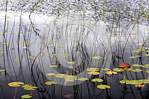 Details of pond in autumn