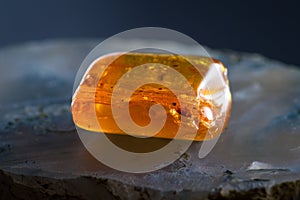 Details preserved in amber