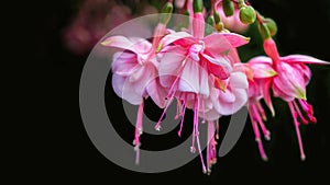Details of pretty pink fuchsia blossoms with a black background.