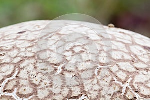 Details of puffball surface