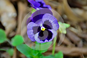 Details of the purple flower of Viola tricolor var. hortensis