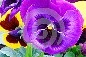 details of purple Pansy flower in Spring