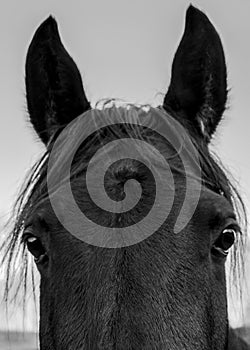 Details of a Quorter Horse photo