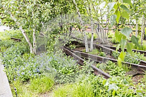 Details of the rails with birch trees in High Line Park, New York, USA 2