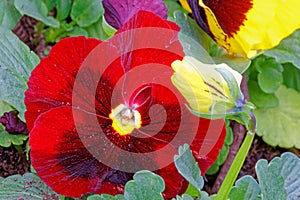 details of red Pansy flower in Spring and yellow bud