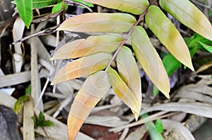 Details of reddish bush fern leaf growing photo