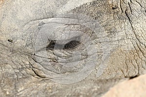 Details of a rhino