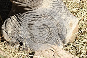 Details of a rhino