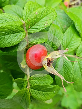 Details of rose hip berry. Closeup of red rosehip berry on branch.