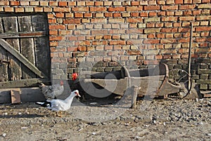 The details of rural yard with old wooden carts and animals