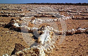 The details of salt crystals in salt flat polygons in desert , Iran