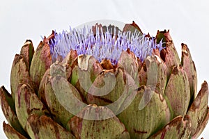 Details of a scaly large artichoke