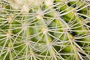 Details of sharp curved spines of an Echinocactus grusonii cactus