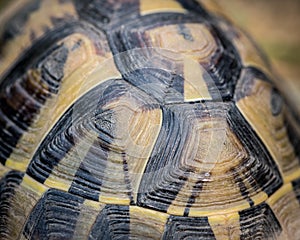 Details of the shell of a tortoise