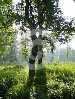 Details of silhouetted trees