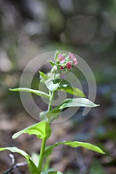 Details of a simple wildflower near the beautiful fall of Varciorog, Transylvania