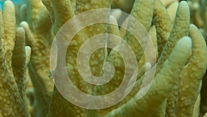 Details of the soft coral polips. Extreme close-up of the soft coral polips on the reef. Natural underwater background. Finger lea