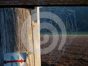 Details of spider web