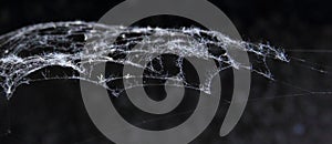 Details of spider web