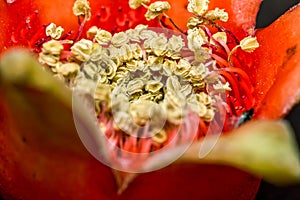 Details of the stamen and pistil of Pomegranate flower