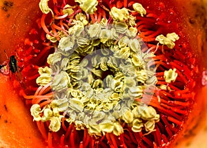 Details of the stamen and pistil of Pomegranate flower