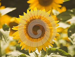 Details of sunflower plant in a sunny day