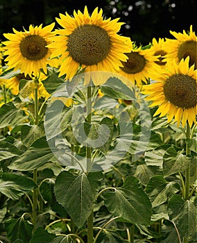 Details of sunflower plant in a sunny day of summer