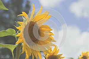 Details of sunflower plant in a sunny day of summer