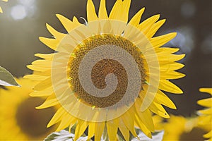 Details of sunflower plant in a sunny dayof summer