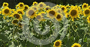 Details of sunflowers wide open yellow petals
