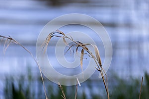 details of tall stalk of grass with blurred background