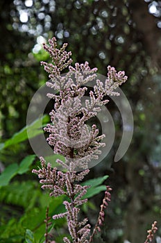 Details from Tamarix meyeri Boiss flowering shrub in the garden