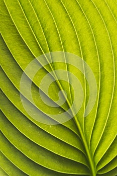 Hosta leaf close up. Details and texture of hosta leaf with veins