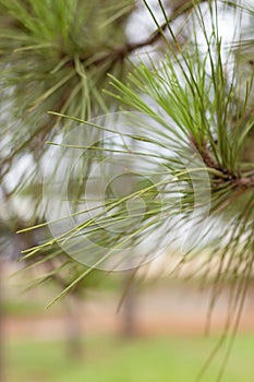 Details of the tree leaf, pine leaf photo