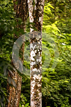 Details tree trunk in a tropical forest