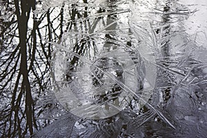 Details of trees reflected in ice and water.