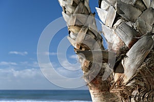 Details of trunk of a palm tree near Crystal Pier