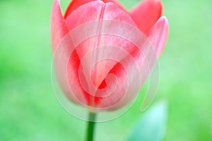 Details of a tulip corolla, elegant petals