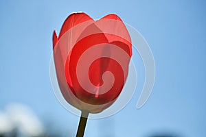 Details of a tulip corolla, elegant petals