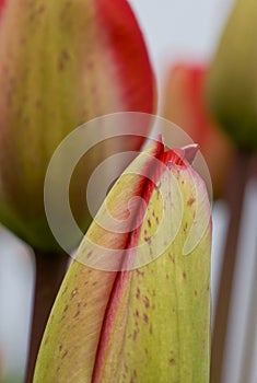 Details of unopened tulip bud