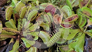 Details with Venus flytraps Dionaea muscipula carnivorous plants