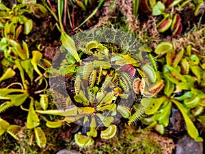 Details with Venus flytraps Dionaea muscipula carnivorous plants