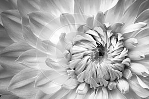 Details of white dahlia fresh flower macro photography. Black and white photo emphasizing texture.