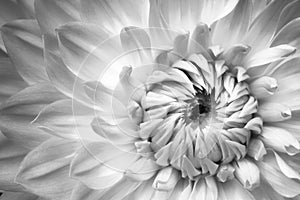 Details of white dahlia fresh flower macro photography. Black and white photo emphasizing texture. photo