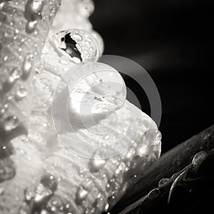 Details of a white flower with water drops closeup