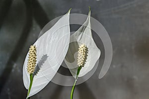 Details of a white Peace Lily or Spathiphyllum cochlearispathum in the sunshine